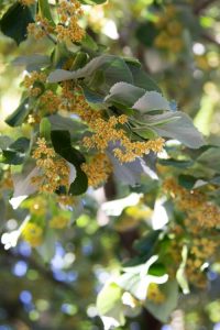 Leaves, flowers and buds of the LINDEN tree.
