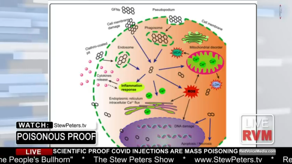 Stew Peters – Scientific Proof Covid Injections Are Mass Poisoning! (July 6th, 2021)